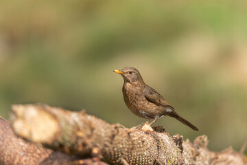 Blackbird female on a branch in a wood in Scotland in the spring time