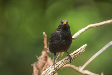 Blackbird, male, perched on a branch in a forest, close up in Scotland, looking forwards in the summer time