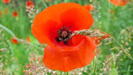 Fototapete bei efototapeten.de bestellen   