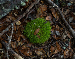 Environment and ecosystem. Closeup view of green grass growing in the forest surrounded by fallen leaves and branches, in autumn.  