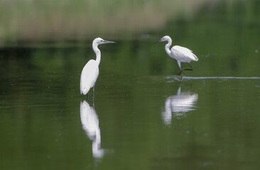 The little egret is a species of small heron in the family Ardeidae.