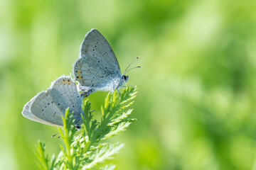 Mating of two short-tailed blue butterflies (Cupido argiades). Blurred background.
