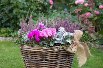 pink Alpenveilchen und Heidekraut im Korb im Garten