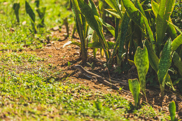 close shot Puerto Rican Ground Lizard Ameiva Exsul in partial shade