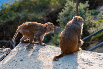 Monkey in Nepal