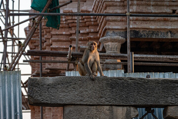 Monkey in Nepal