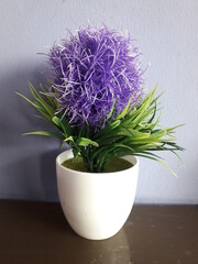 purple decorative flowers on white pots