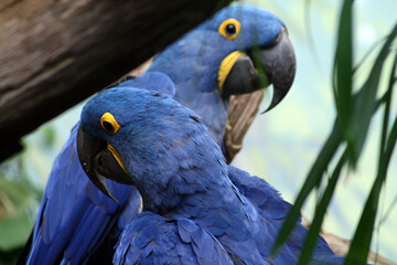 
Hyacinth Macaw