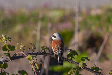 Red-backed Shrike (Lanius collurio) perched on tree branch