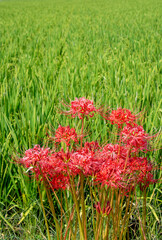 秋に咲く彼岸花と稲穂　鹿児島県出水平野
