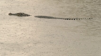Crocodile under Sunset and Heavy Raining with Rain Forest