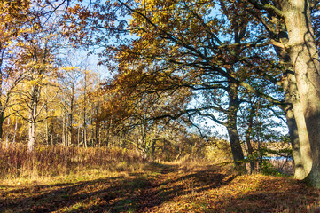 Autumn forest. Autumn in the Park. Yellow and red leaves on trees in autumn. A forest road.
