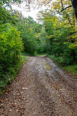 Obraz premium The beginning of autumn in nature, walking through the forest on a sunny day on a primer.