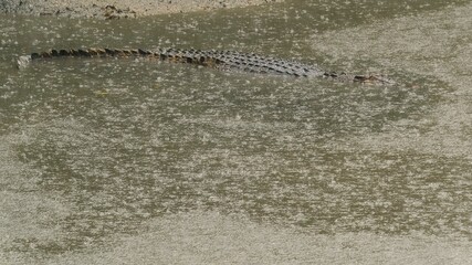 Crocodile under Heavy Raining in Rain Forest