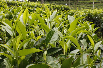 The Birth of Ceylon Tea      pic j.weerasekara