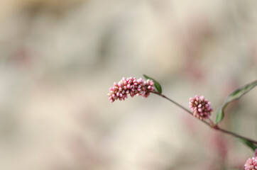 Beautiful branch with pink flowers. Persicaria or polygonum hydropiper on green blurred background