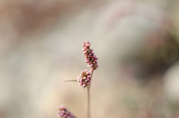 Beautiful branch with pink flowers. Persicaria or polygonum hydropiper on green blurred background