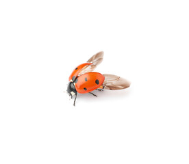 One beautiful red ladybug isolated on white