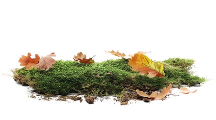 Autumn oak yellow leaves on green moss isolated on white background and texture, side view