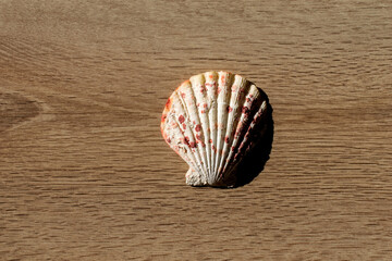 Shell on a wooden background. Copy space. Summer vacation souvenirs.