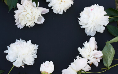 Flowers composition. Frame made of white peony flowers on black chalk background. Flat lay, top view.