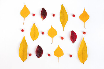 Autumn composition of leaves and berries on a white background