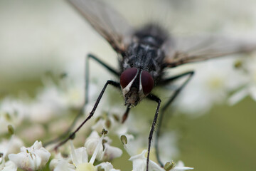 Makroaufnahme einer Fliege auf einer weißen Blüte