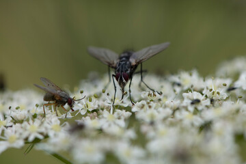 Makroaufnahme einer Fliege auf einer weißen Blüte