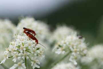 zwei rote kopulierende Käfer auf weißer Blüte
