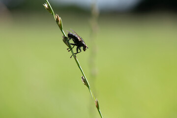 schwarzer K&auml;fer an einem Grashalm