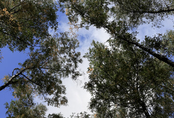 trees and sky