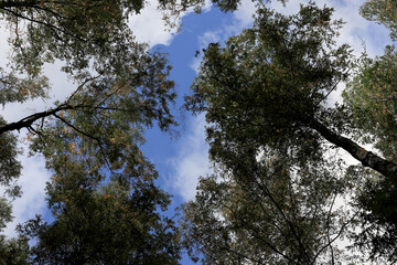 trees and sky