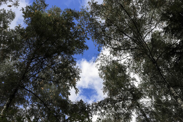 Obraz na płótnie Canvas trees and sky