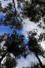 trees and sky