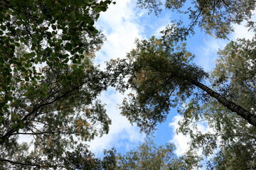 trees and sky