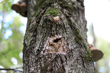 Fototapeta premium a tree trunk with a fancy hollow