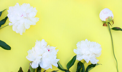 Photo of white pion flowers with yellow background. Summer concept. Floral background for web site, greeting card, banner, flower shop. Flat lay with copy space