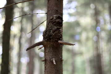 the trunk of an old tree