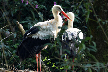 Storch, Storchenpaar