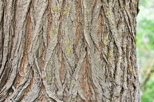 Creative background of american cypress bark