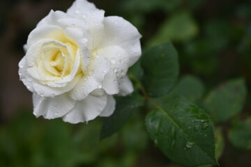 Rosa blanca con gotas de lluvia
