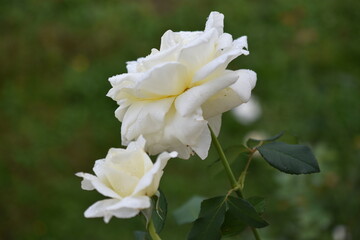 Un par de rosas blancas - obrazy, fototapety, plakaty