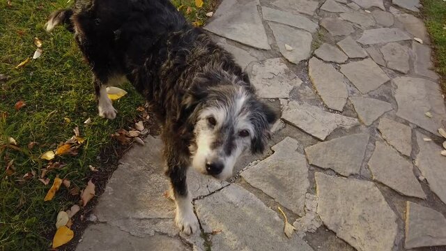 Old cute dog on the grass. Good black dog on the lawn. An old dog follows a man.