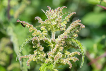 Close up of seeds on a stinging nettle (urtica dioica) plant