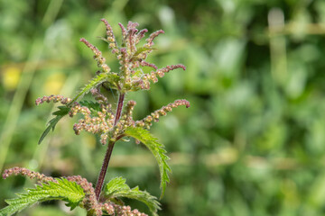 Close up of seeds on a stinging nettle (urtica dioica) plant