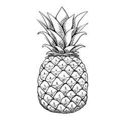 Pineapple drawing isolated on white background