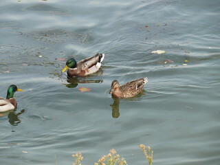 Famille canards