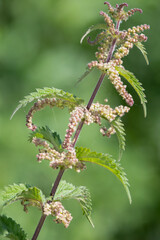 Close up of seeds on a stinging nettle (urtica dioica) plant