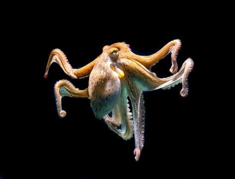 Octopus at Palma Aquarium  in Majorca, Spain