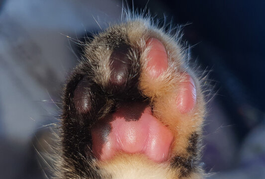 a cat's paw in closeup